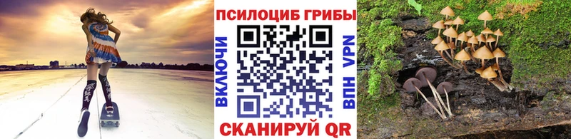 Псилоцибиновые грибы Cubensis  что такое   Кизел 